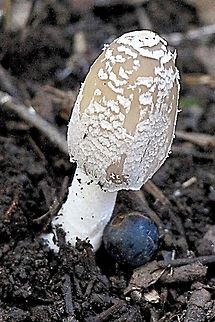 The Magpie Fungus -  Coprinopsis picacea  Australia,Coprinopsis picacea,Coprinopsis picancea,Fall,Geotagged