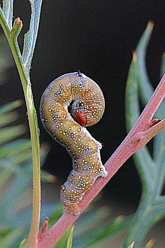 Pink- bellied moth larva - Oenochroma vinaria Defensive posture. Feeding on Grevillia cultivar &ldquo;Robyn Gordon&rdquo; Australia,Eamw caterpillars,Eamw moth,Fall,Geotagged,Oenochroma ew,Oenochroma vinaria,Pink-bellied moth