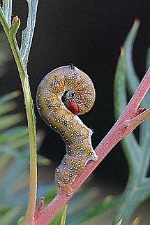 Pink- bellied moth larva - Oenochroma vinaria Defensive posture. Feeding on Grevillia cultivar “Robyn Gordon” Australia,Eamw caterpillars,Eamw moth,Fall,Geotagged,Oenochroma ew,Oenochroma vinaria,Pink-bellied moth