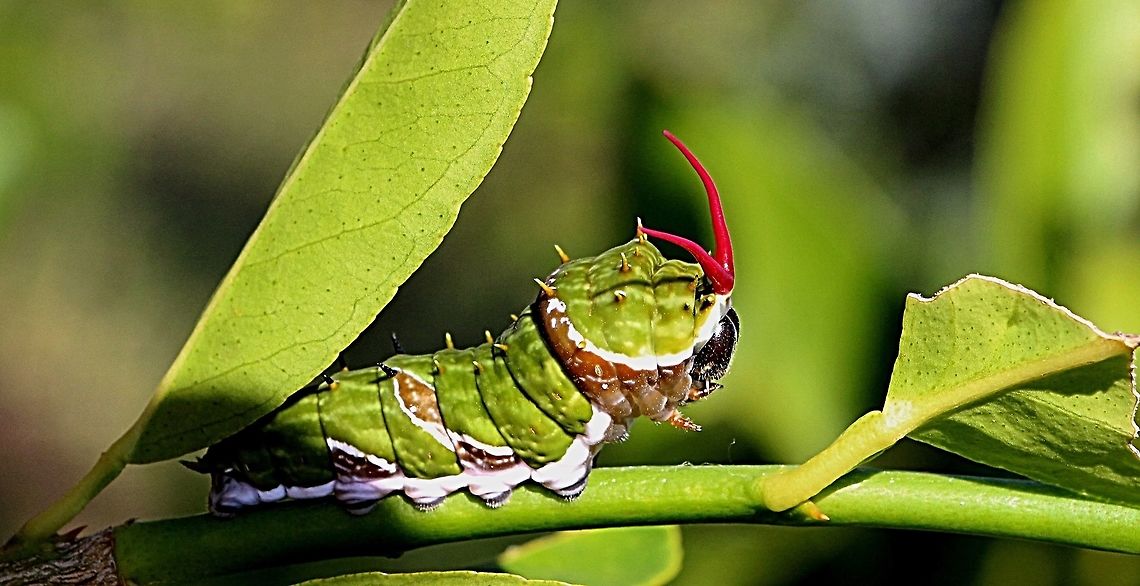Orchard Swallowtail Butterfly caterpillar The larvae is in its final instar and will pupate in a day or two When the process of pupation starts the caterpillar is very vulnerable to being parasitised by parasitic wasps. As a defence the caterpillar will when distributed extrude its two Osmeteriums and will spray out a pungent chemical which helps to keep the parasitic wasp at bay. But obviously not all the time. Australia,Eamw caterpillars,Fall,Geotagged,Orchard Swallowtail Butterfly,Papilio aegeus