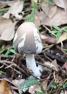 The  Magpie Fungus - Coprinopsis picacea  Australia,Coprinopsis picacea,Fall,Geotagged,Magpie Fungus
