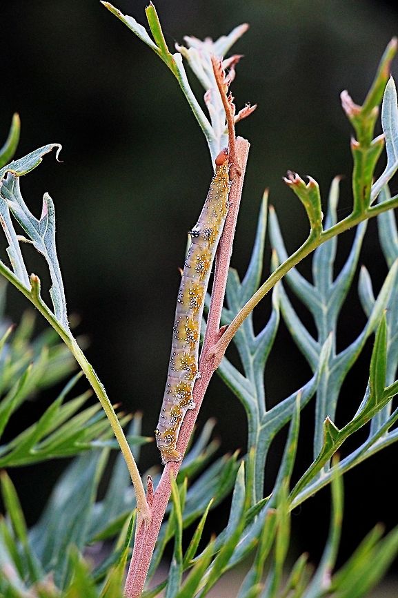Pink-bellied moth larva - Oenochroma vinaria Camouflage posture. Feeding on Grevillia cultivar &ldquo;Robyn Gordon. Australia,Eamw caterpillars,Eamw moth,Fall,Geotagged,Oenochroma ew,Oenochroma vinaria,Pink-bellied moth