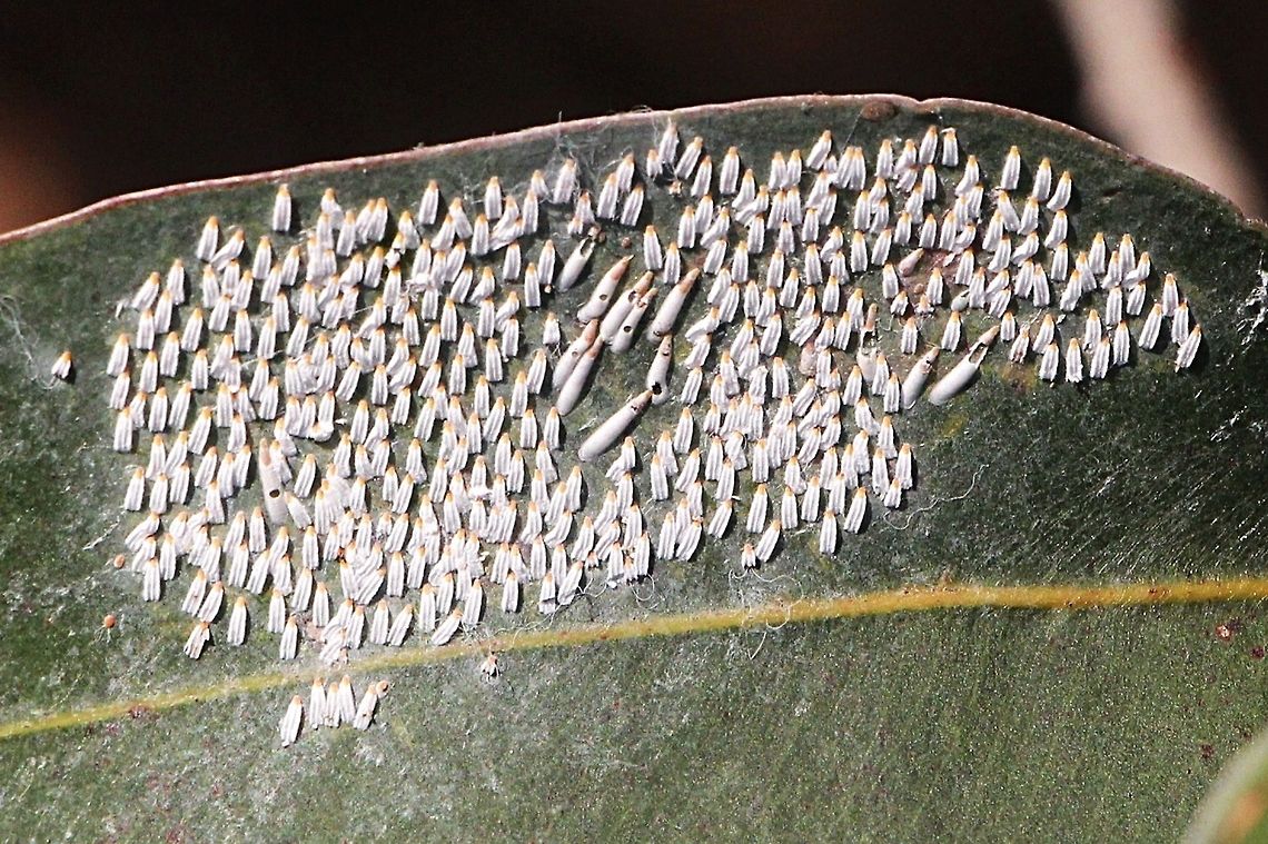 Unidentified scale insect on eucalyptus ?  Australia,Fall,Geotagged