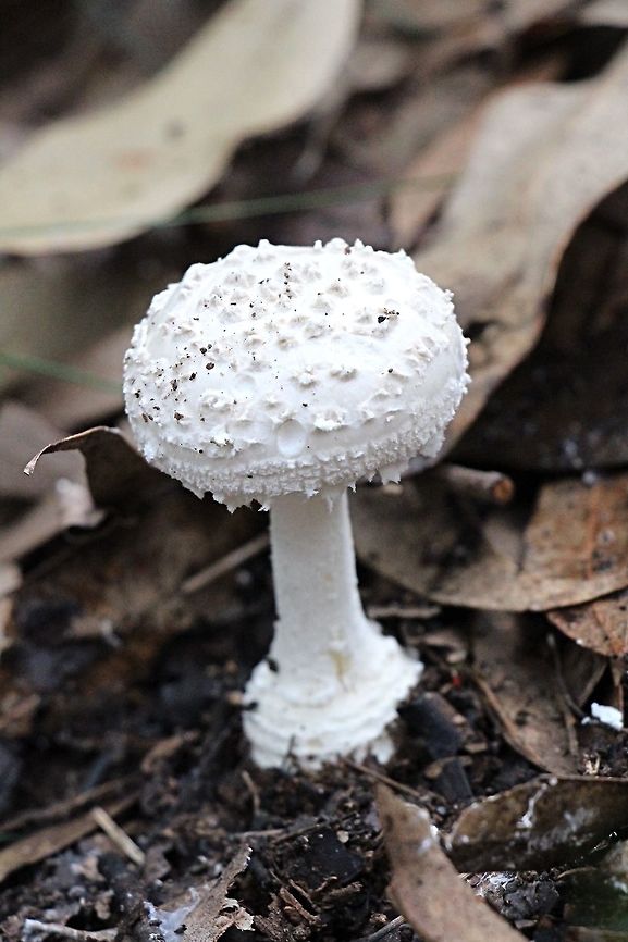 False death cap - Amanita citrina Growing in silicate soil in a eucalyptus forest area along a creek in sandstone formations.<br />
 Amanita citrina,Australia,Fall,False death cap,Geotagged