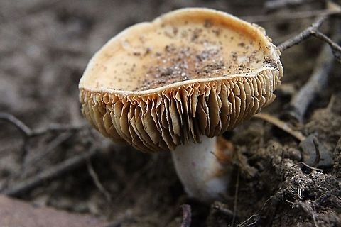 Cortinarius australiensis ( not 100% sure) Australia,Cortinarius australiensis,Fall,Geotagged