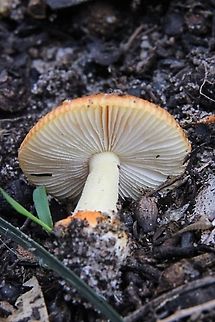 The Vermilion grisette - Amanita xanthocephala Details of gills Amanita xanthocephala,Australia,Fall,Geotagged,Vermilion grisette