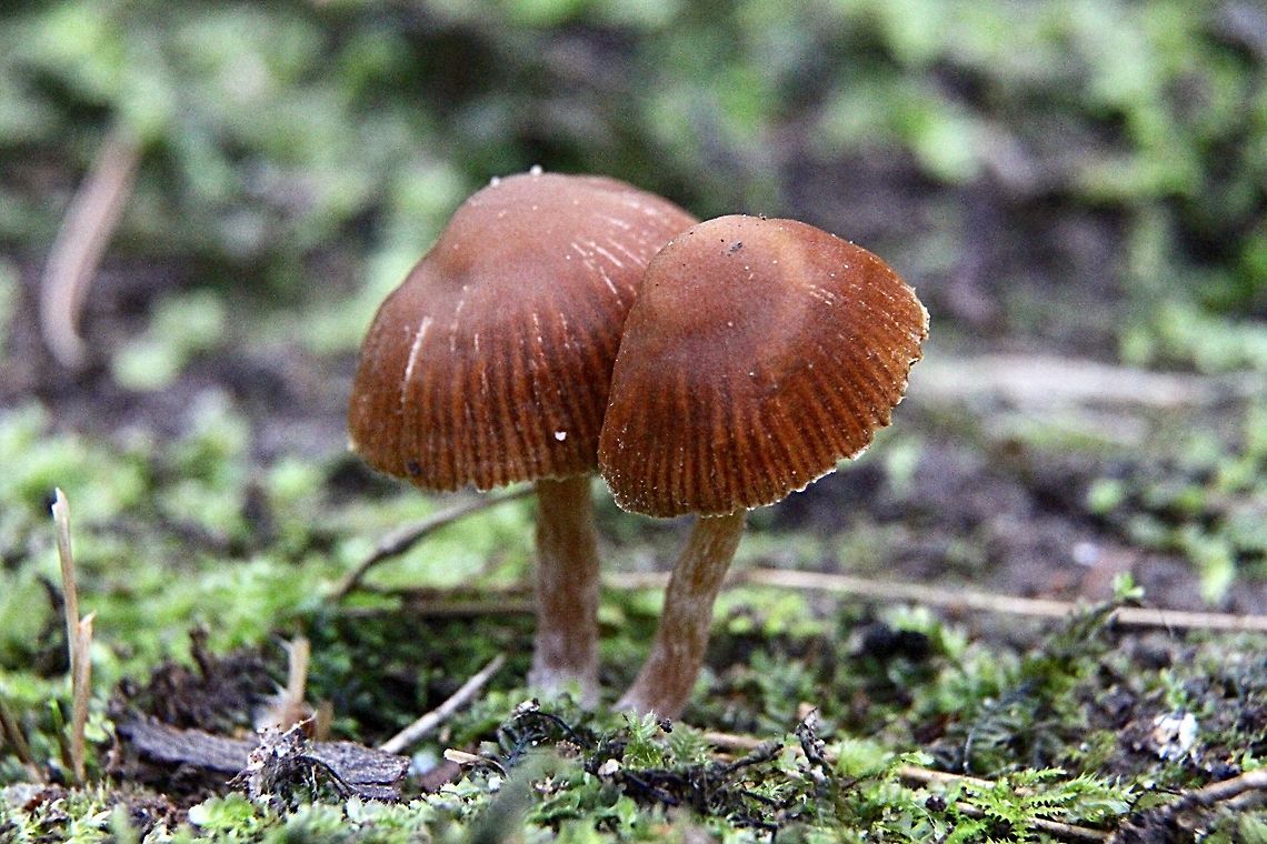Genus -  Mycena Growing in a loose colony in moss along a creek. Australia,Fall,Geotagged