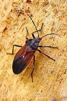 4 - colored bug - Oncopeltus sordidus Adult bug on tree trunk  4-Colored Milk Vine Bug,Australia,Fall,Geotagged,Oncopeltus sordidus