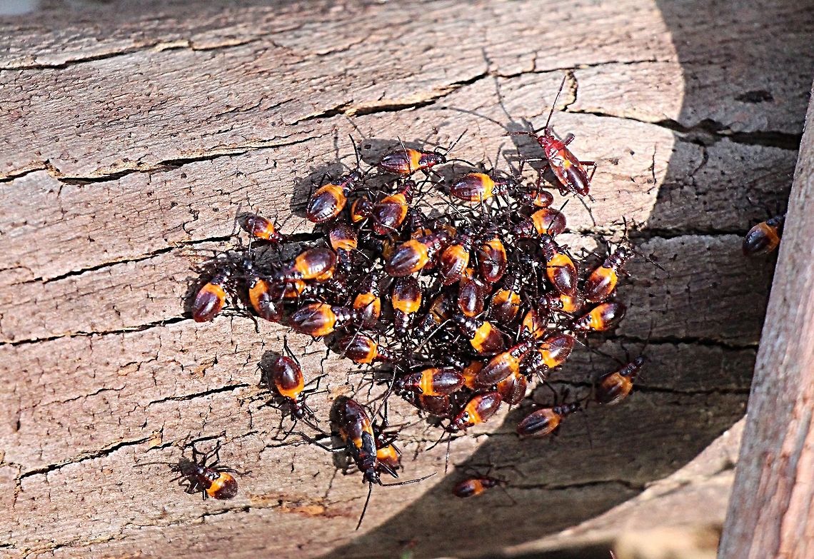 4-Coloured Bug - Oncopeltus sordidus Found immature bugs congregating in numbers on various vegetation or surfaces, in this case on a tree trunk. 4-Colored Milk Vine Bug,Australia,Fall,Geotagged,Oncopeltus sordidus