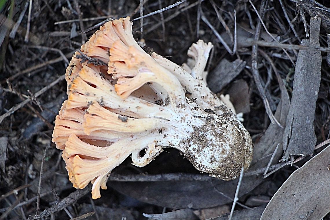 Genus: Ramaria Cross section of fruition body Australia,Fall,Geotagged