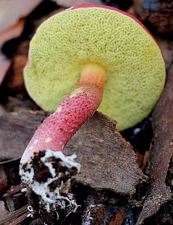 Rhubarb Bolete - Boletellus obscurecoccineus Close up of pore surface Australia,Boletellus obscurecoccineus,Fall,Geotagged,Rhubarb bolete
