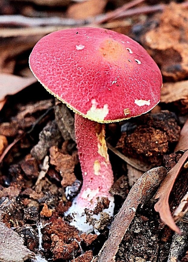 Rhubarb Bolete - Boletellus obscurecoccineus In litter of eucalypt forests and woodlands. This species is distinguished by the brilliant red cap, bright yellow pores and scales scattered on the stem. The stem is yellow at the top grading to deep red at the  base. Bright yellow flesh is exposed when the cap darkens, dries and splits. Australia,Boletellus obscurecoccineus,Fall,Geotagged,Rhubarb bolete