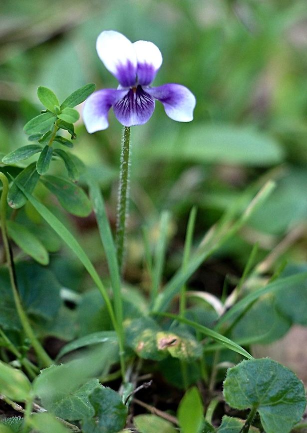 Viola hederacea  Australia,Fall,Geotagged,Viola  hederacea,Viola hederacea