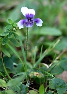 Viola hederacea  Australia,Fall,Geotagged,Viola  hederacea,Viola hederacea