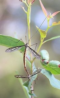 Unidentified species of craneflies mating.  Australia,Fall,Geotagged