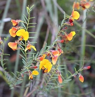 Variable Bossiaea - Bossiaea heterophylla Australia,Bossiaea heterophylla,Fall,Geotagged,Variable Bossiaea