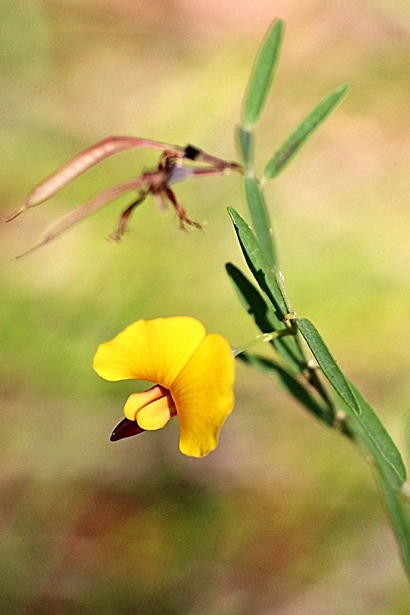 Variable Bossiaea - Bossiaea heterophylla  Australia,Bossiaea heterophylla,Fall,Geotagged,Variable Bossiaea