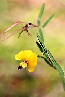 Variable Bossiaea - Bossiaea heterophylla  Australia,Bossiaea heterophylla,Fall,Geotagged,Variable Bossiaea
