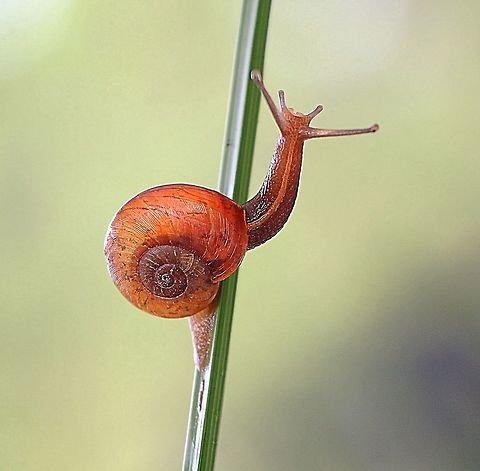 Unidentified species of forest snail. Found aestivating under forest leaf liner. Hell diameter approx 15 mm Australia,Fall,Geotagged