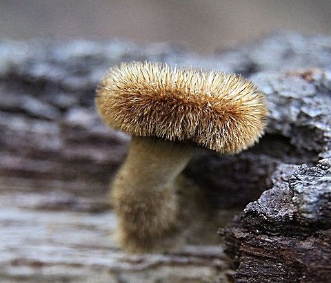 Hairy Trumpet Mushroom - Panus fasciatus  Australia,Fall,Geotagged,Hairy Trumpet Mushroom,Panus fasciatus