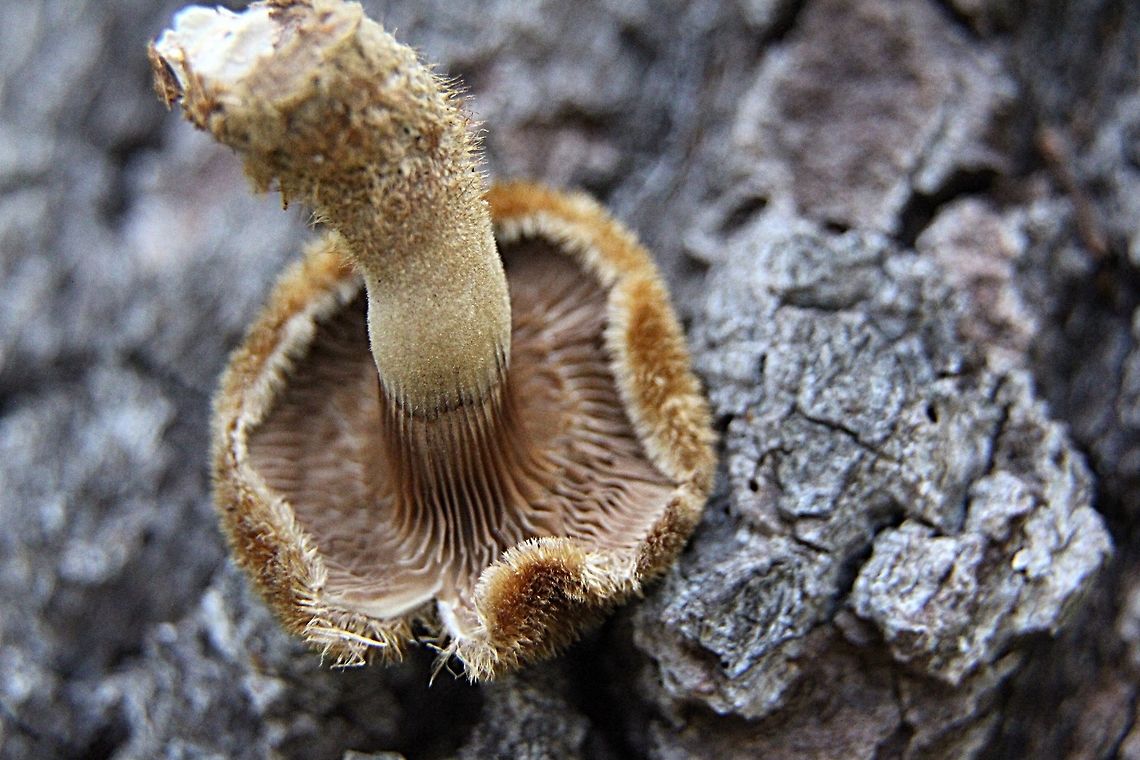 Hairy Trumpet Mushroom - Panus fasciatus  Australia,Fall,Geotagged,Hairy Trumpet Mushroom,Panus fasciatus