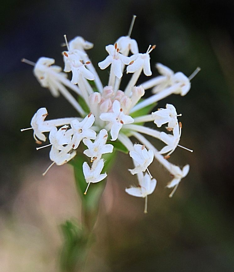 Slender Rice Flower — Pimelea linifolia  Australia,Fall,Geotagged,Pimelea linifolia