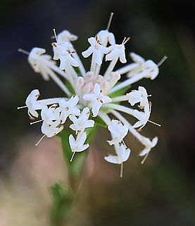 Slender Rice Flower &mdash; Pimelea linifolia  Australia,Fall,Geotagged,Pimelea linifolia