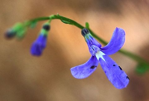 Tall Lobelia &mdash; Lobelia dentata  Australia,Fall,Geotagged,Lobelia dentata,Tall lobelia,Toothed Lobelia