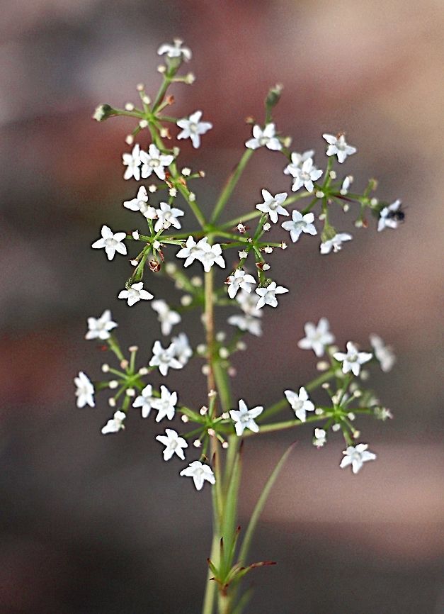 Common Star Hair —  Astrotricha ledifolia  Astrotricha ledifolia,Australia,Common Star-Hair,Fall,Geotagged