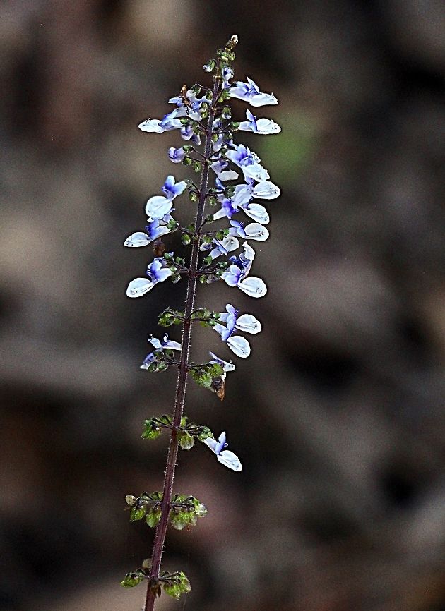 Australian Bugle — Ajuga australis  Ajuga australis,Australia,Fall,Geotagged,Spring