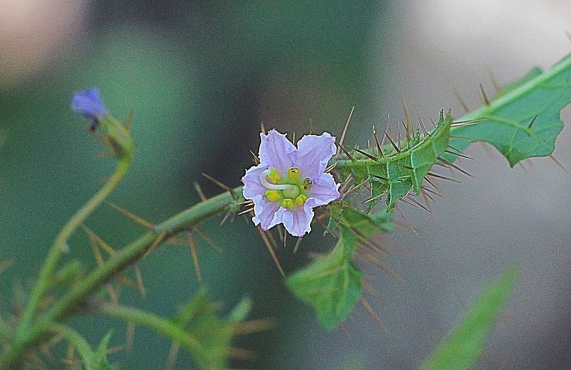 Prickle Cup — Solanum campanulatum  Australia,Fall,Geotagged,Solanum campanulatum,Spring
