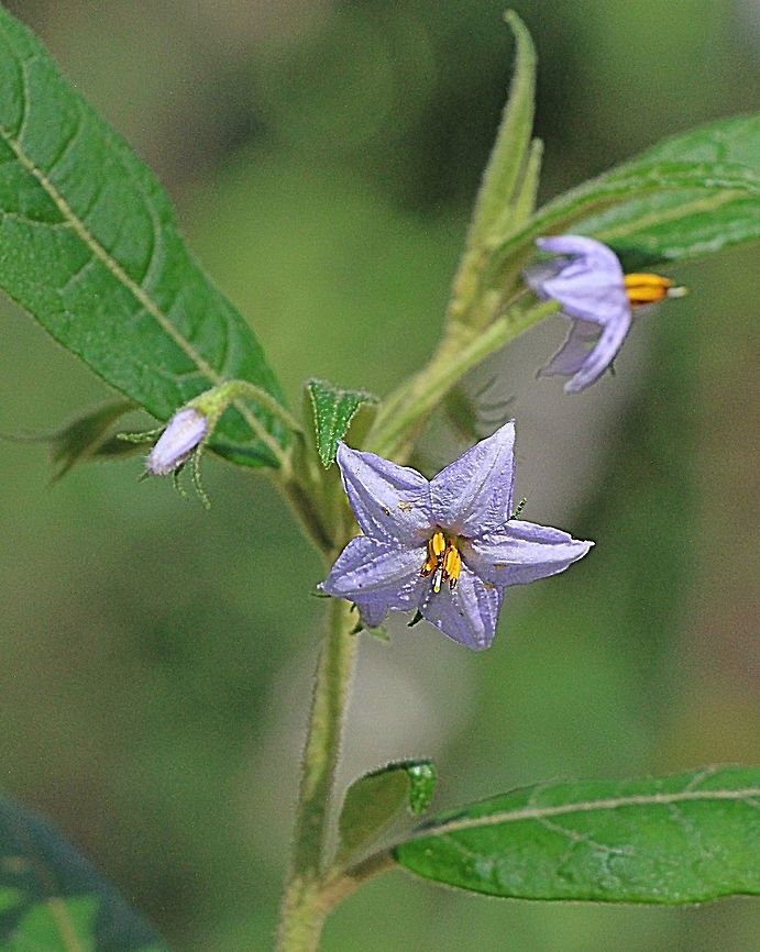 Unidentified species of Kangaroo apple plant . Genus — Solanum  Australia,Fall,Geotagged,Solanum aviculare