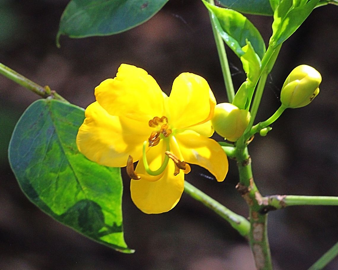 Smooth Cassia &mdash; Senna septemtrionalis  Geotagged,Senna septemtrionalis,Spring
