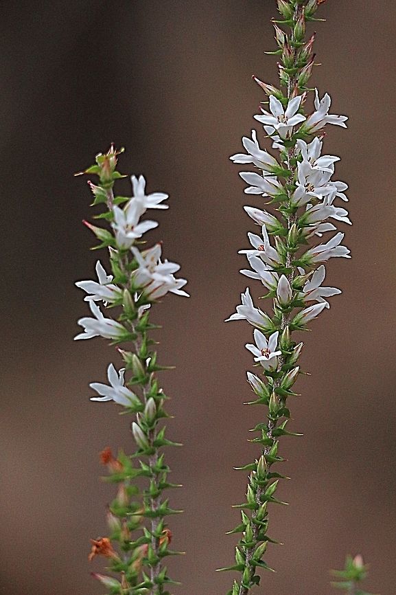 Coast Stackhousia — Stackhousia spathulata  Australia,Coast Stackhousia,Fall,Geotagged,Stackhousia spathulata