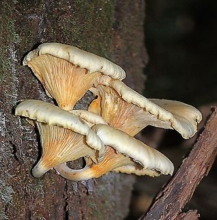 Ghost Fungus