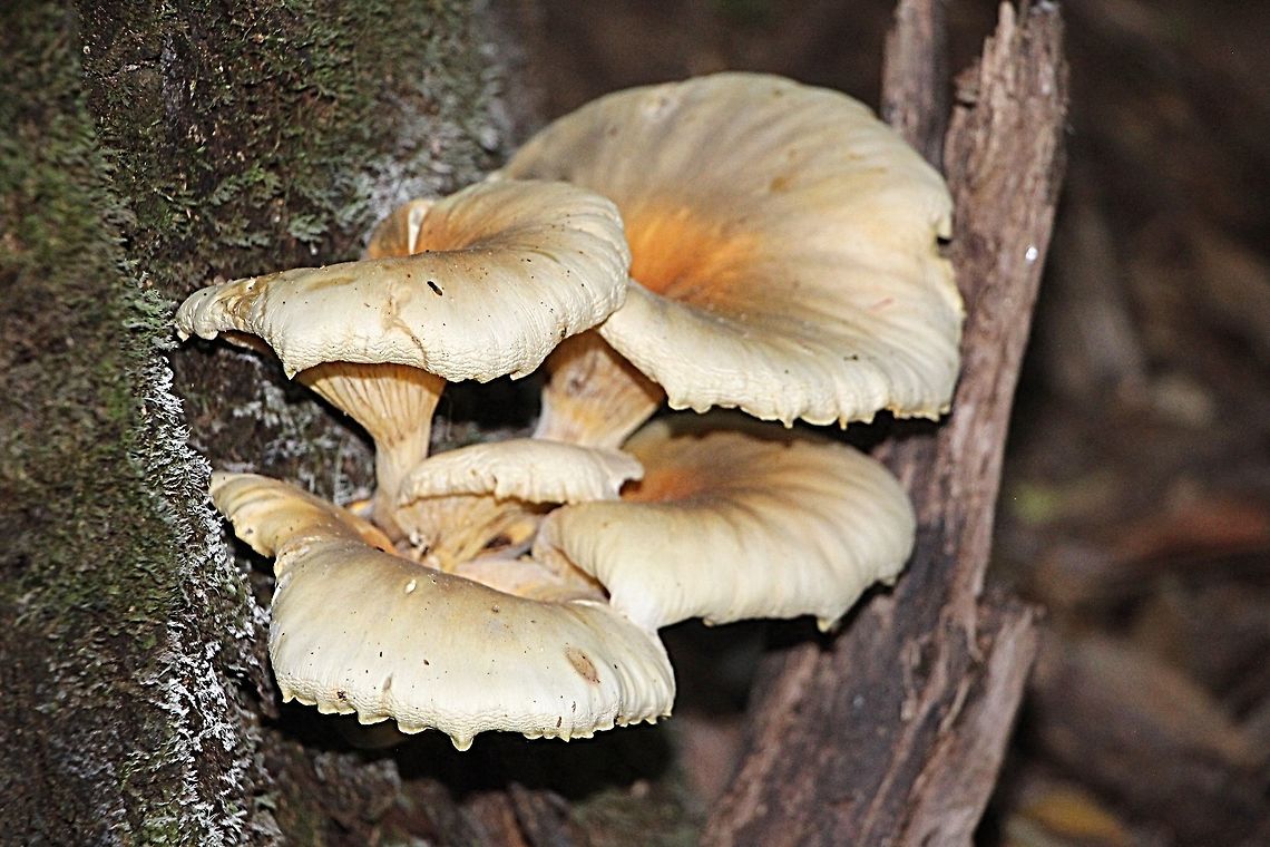 Gost Fungus — Omphalotus nidiformis I found it in the morning , not knowing it&rsquo;s identification. Back home I surched for its id . I was excited and went back at night to see if I could find it again to see it shining when dark. Bad luck , the forest there is so dense and no pathway. I gave up befor getting lost.<br />
I tried again in the morning but still could not find it again. Australia,Fall,Geotagged,Ghost fungus,Omphalotus nidiformis,Spring