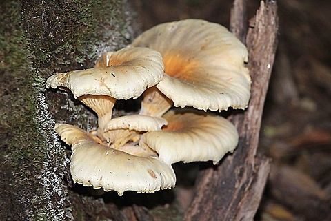 Gost Fungus — Omphalotus nidiformis I found it in the morning , not knowing it’s identification. Back home I surched for its id . I was excited and went back at night to see if I could find it again to see it shining when dark. Bad luck , the forest there is so dense and no pathway. I gave up befor getting lost.
I tried again in the morning but still could not find it again. Australia,Fall,Geotagged,Ghost fungus,Omphalotus nidiformis,Spring