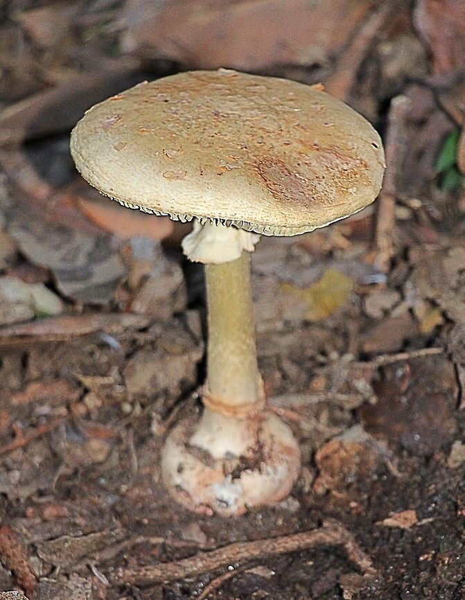 Amanita ochrophylla  Amanita ochrophylla,Australia,Fall,Geotagged,Ochre-gilled barefoot lepidella