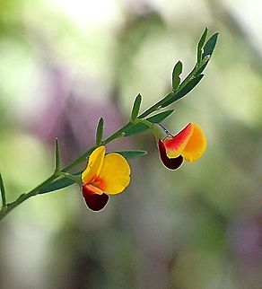 Variable Bossiaea &mdash; Bossiaea heterophylla  Australia,Bossiaea heterophylla,Fall,Geotagged,Spring,Variable Bossiaea