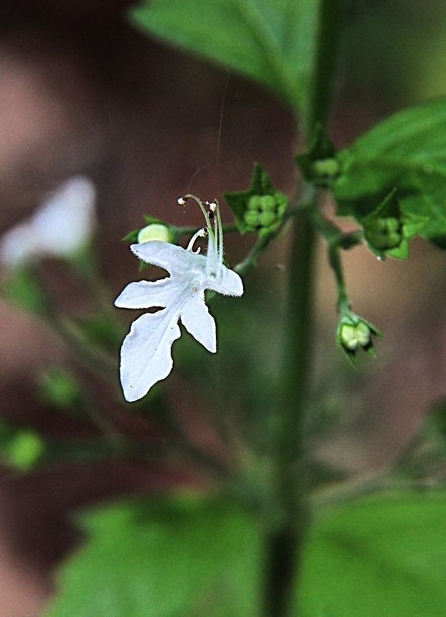 Forest Germander — Teucrium corymbosum  Australia,Fall,Geotagged,Teucrium corymbosum