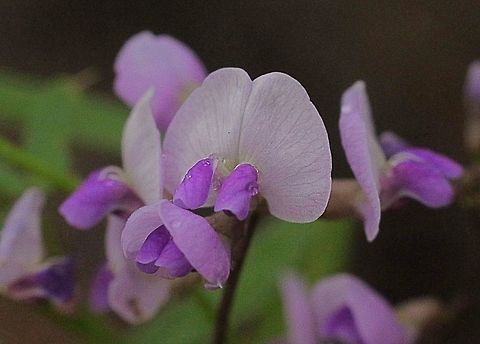 Unidentified sp. of Hovea  ( possibly Hovea purpurea )  Australia,Geotagged,Spring