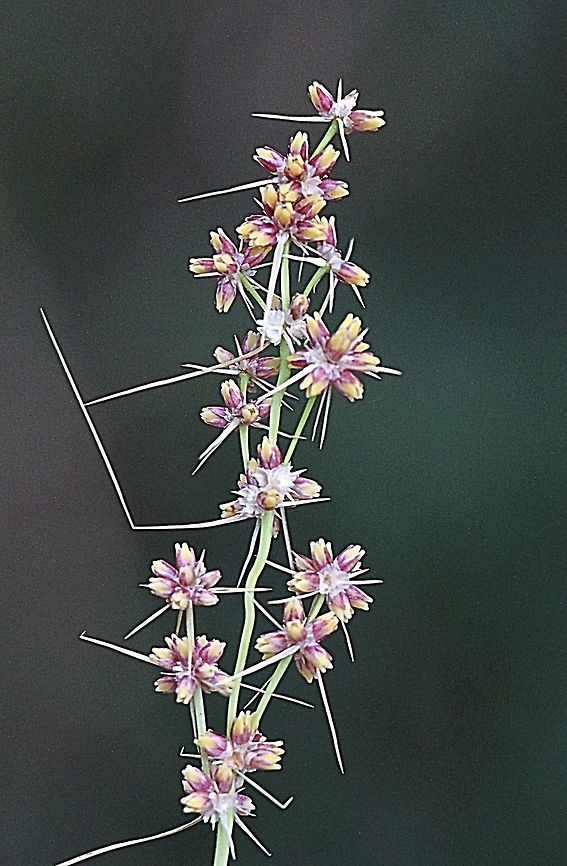 Spiny-head Mat- Rush   Lomandra longifolia Close up of flower head . Australia,Fall,Geotagged,Lomandra longifolia,Spiny-head Mat-Rush