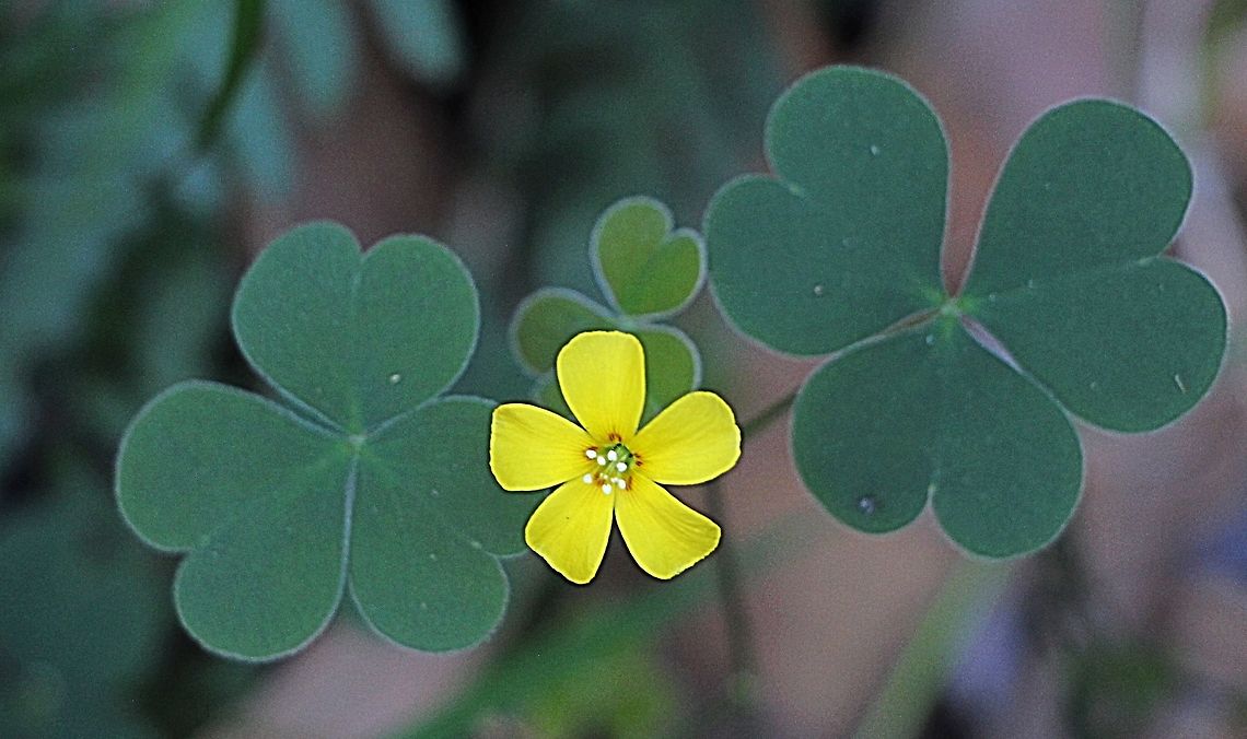 Unidentified species of Oxalis.  Australia,Fall,Geotagged