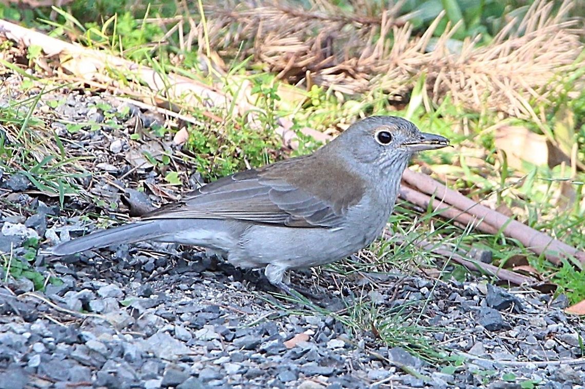 Grey Shrike- thrush- Colluricincla harmonica  Australia,Colluricincla harmonica,Fall,Geotagged,Grey Shrike-thrush,Spring