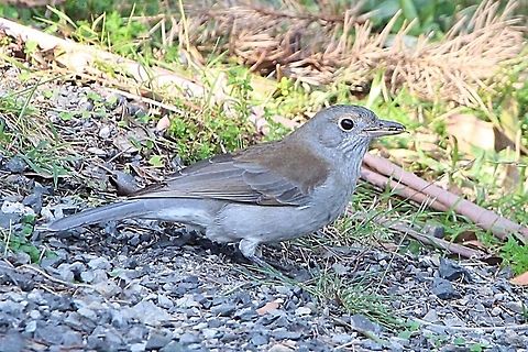 Grey Shrike- thrush- Colluricincla harmonica  Australia,Colluricincla harmonica,Fall,Geotagged,Grey Shrike-thrush,Spring
