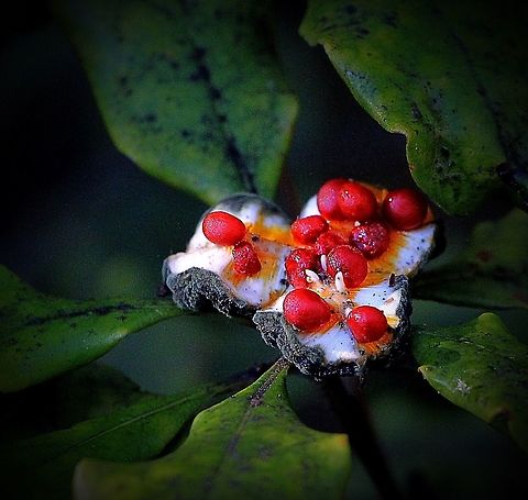 Pittosporum undulatum seed pod with ripe seed and fruit pulp  Australia,Geotagged,Pittosporum undulatum,Sweet pittosporum,Winter