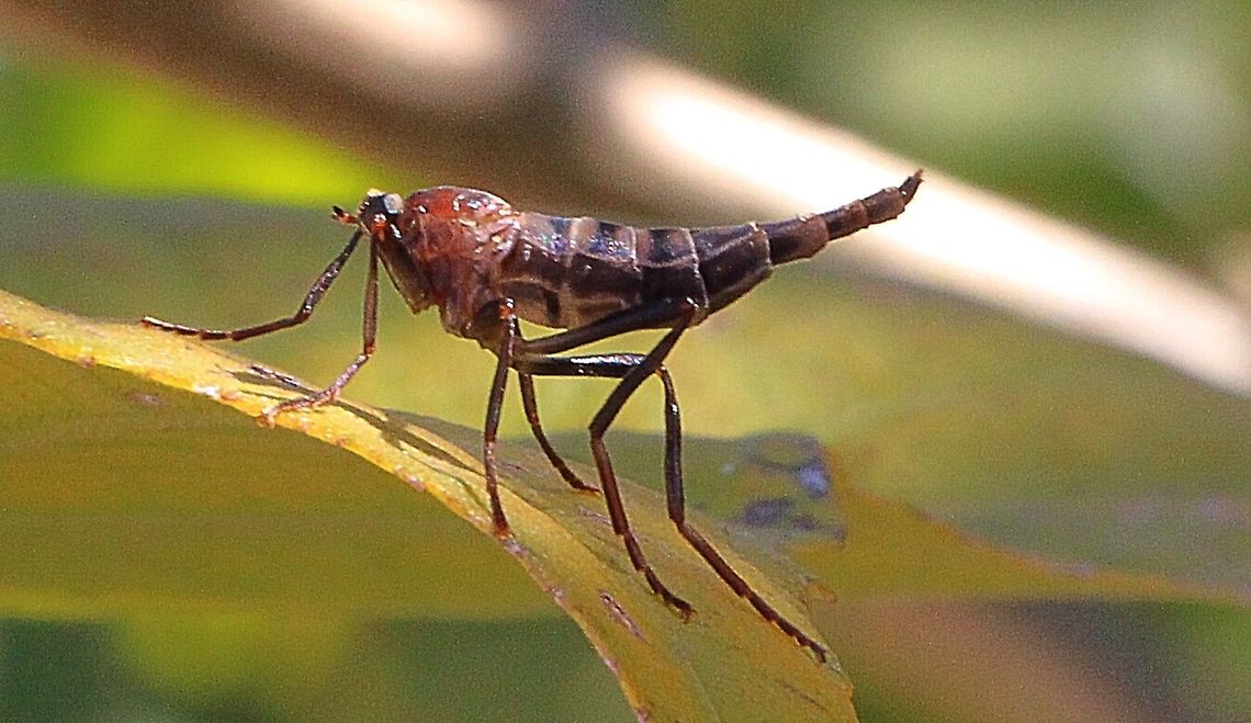 Wingless Soldier Fly - Boreoides subulatus General Description<br />
Body brown (male) or grey (female). No wings on females. Body up to 2 cm long.<br />
<br />
Biology<br />
Female Wingless Soldier Flies are seen on walls and fences, laying masses of long white eggs. Larvae live in damp soil or rotting vegetation, especially in or near compost.<br />
<br />
Distribution<br />
South-eastern mainland Australia.<br />
<br />
Habitat<br />
Gardens. Australia,Australian Wingless Soldier Fly,Boreoides subulatus,Fall,Geotagged