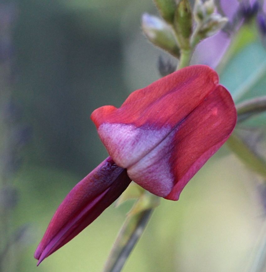 Dusky Coral Pea - Kennedy&rsquo;s rubicunda Kennedia rubicunda, commonly known as the dusky coral pea, is a species of flowering plant in the family Fabaceae, endemic to Australia. It occurs in the states of Victoria and New South Wales and Queensland.[4] Australia,Dusky coral pea,Geotagged,Kennedia rubicunda,Winter