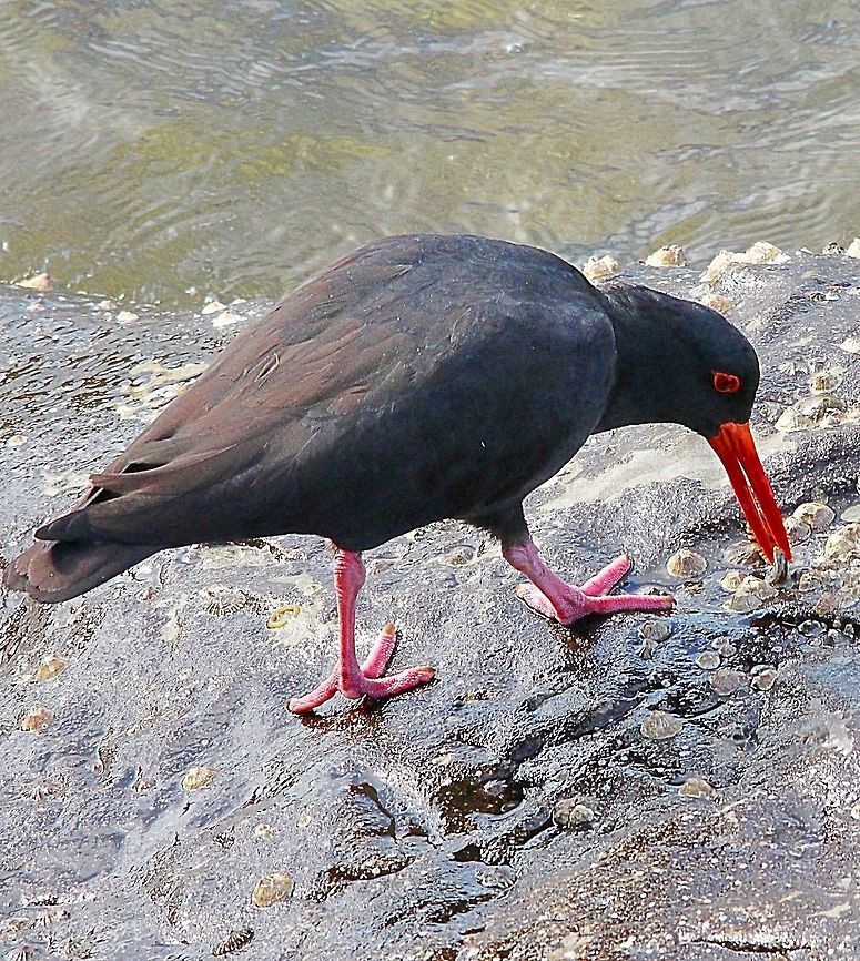 Sooty oystercatcher- Haematopus fuliginosus  Australia,Geotagged,Haematopus fuliginosus,Sooty oystercatcher,Winter