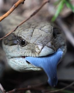 Eastern blue tongued skink - Tiliqua scincoides scincoides  Australia,Eastern blue-tongued lizard,Geotagged,Tiliqua scincoides scincoides,Winter